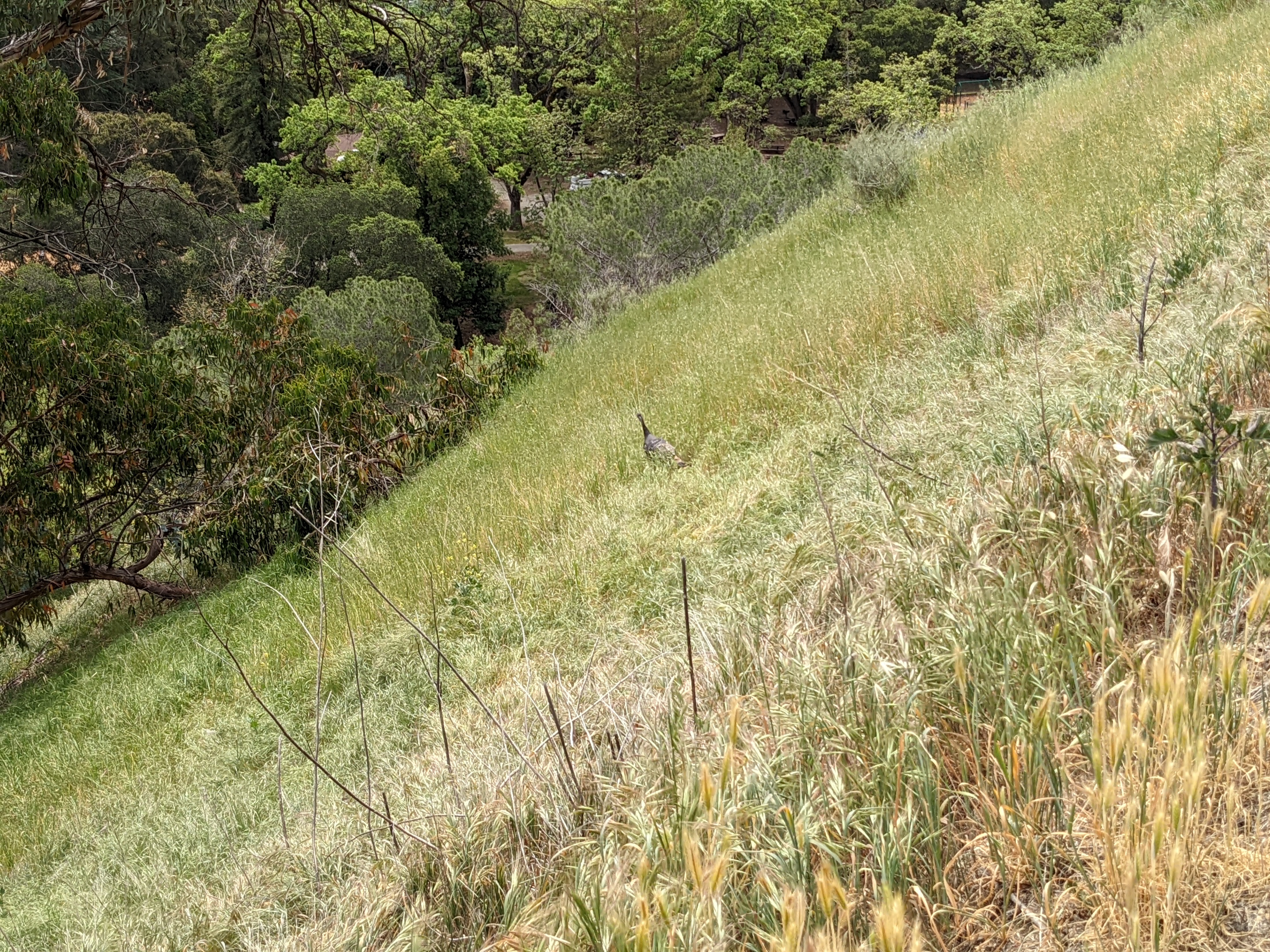 Wild turkey traversing a meadow off the North Rim Trail